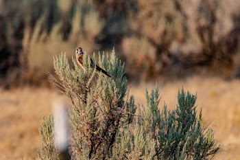 Brown Bird on Green Leafed Plant