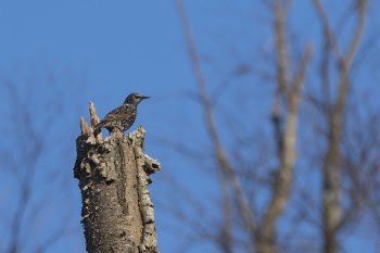 Brown Bird on Top of Brown Tree Trunk