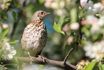 Brown Bird on Tree Branch