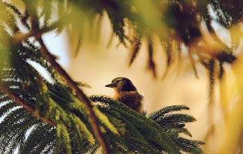 Brown Bird Perched On Pine Tree