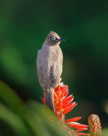 Brown Bird Perched on Red Flower