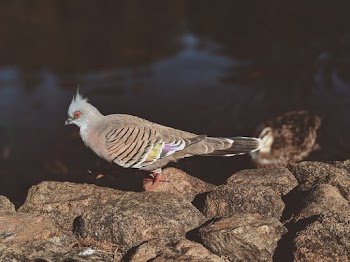 Brown Bird Perched on Stone