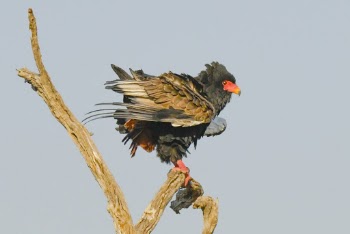 Brown Bird Perched on Wood