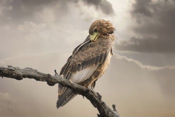 Brown Bird Perching On Branch