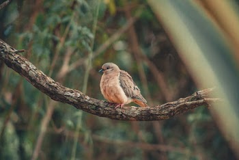 Brown Bird Perching on Tree Branch