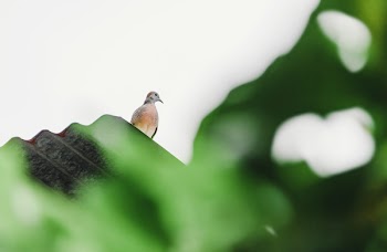 Brown Bird Standing at the Top of Roof