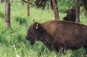 Brown Bison Beside Tree