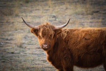 Brown Bison on Brown Grass Field