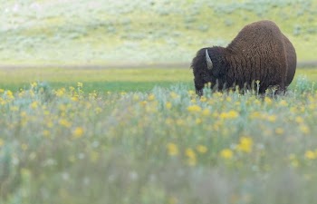 brown bison on yellow petaled flowers field