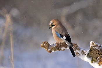 Brown Black and Blue Bird Sitting on Brown Tree Twig