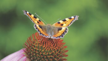 Brown Black and Gray Butterfly on Red and Green Flower