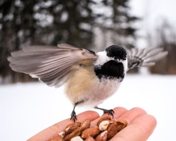 brown, black, and white bird on person's palm