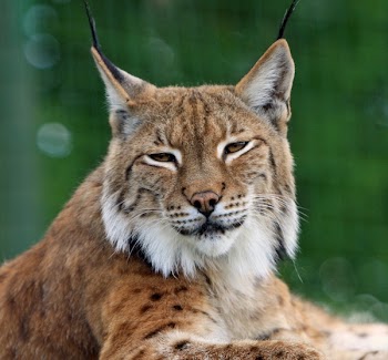 Brown Black and White Bobcat