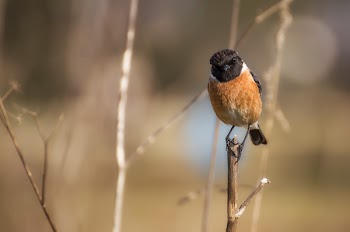 Brown Black Bird on Twig during Daytime