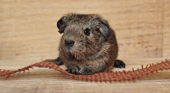 Brown Black Guinea Pig Beside Brown Strip