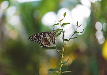 Brown Black White Butterfly on a Green Leaf Plant Close Up Photography