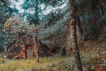 Brown Brick House in the Middle of Forest