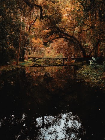 Brown Bridge Surrounded by Brown Leaf Trees Photo