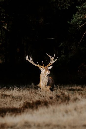 brown buck on grass field