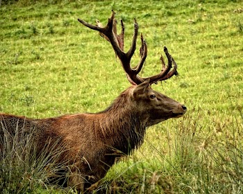 Brown Buck Standing on Grass