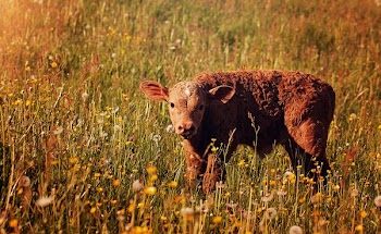 Brown Buffalo