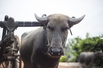 Brown Buffalo