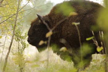 Brown Buffalo Closeup Photography