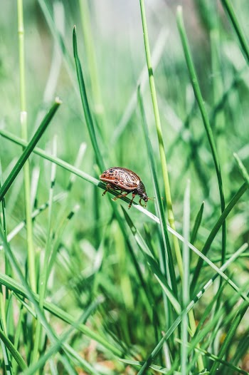 Brown Bug Perched on Green Grass
