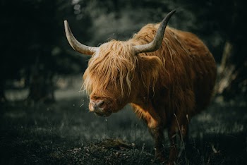 Brown Bull