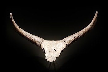 brown bull bust