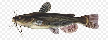 Brown Bullhead, Black Bullhead, Yellow Bullhead, Fish, Bass PNG