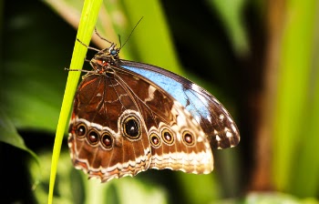 Brown Butterfly