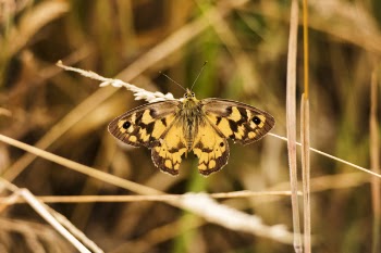 Brown Butterfly