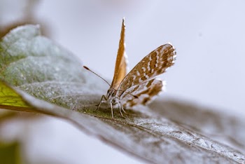Brown Butterfly