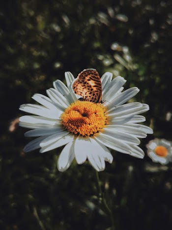 Brown Butterfly On Flower