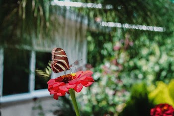 Brown Butterfly On Flower