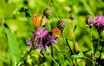 Brown Butterfly on Purple Petal Flowers
