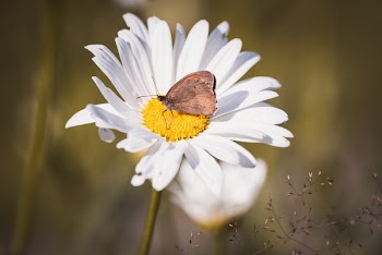 Brown Butterfly on White Daisy