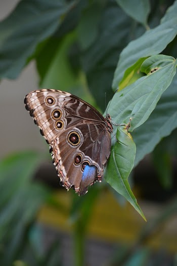 Brown Butterfly Perched On A Green Leaf