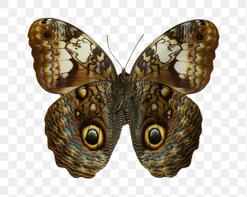 Brown butterfly png sticker, transparent | Free PNG - rawpixel
