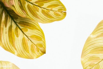 Brown Calathea Makoyana leaves background | Free  photo - 2228491