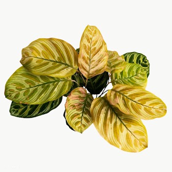 Brown Calathea Makoyana leaves transparent png | Free  transparent png - 2227227