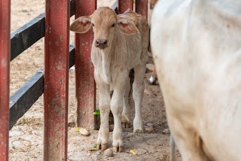 Brown Calf Beside Red and Black Metal Fence