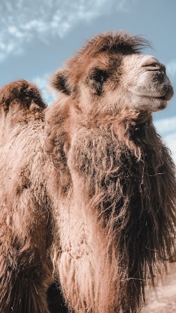 Brown Camel