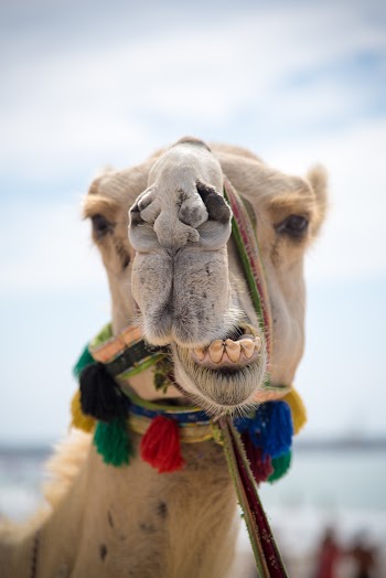Brown Camel