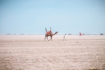 Brown Camel Following Man Under Blue Sky