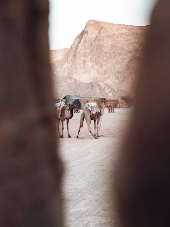 Brown Camel on the Field Photograph