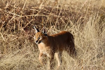 Brown Caracal Standing on Grass Field
