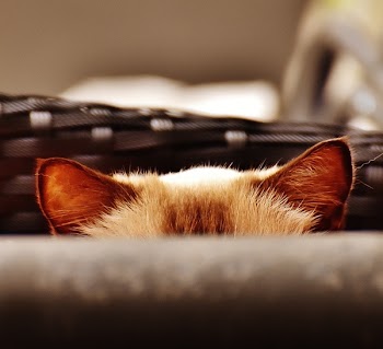 Brown Cat