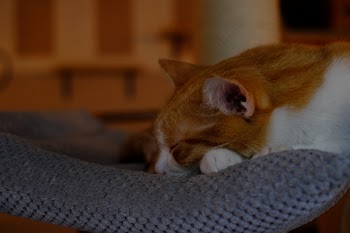 Brown Cat
